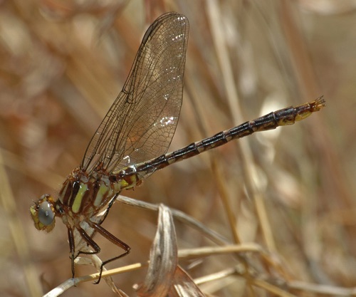 Male, teneral
2006_04_10_Floyd